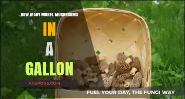 Morel Mushroom Yield: How Many Fit in a Gallon Container?