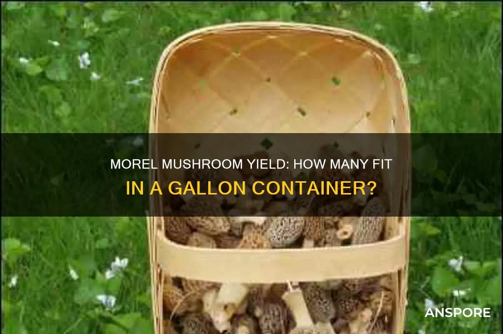 how many morel mushrooms in a gallon