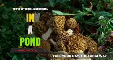 Exploring Morel Mushroom Growth: How Many Thrive in a Pond?