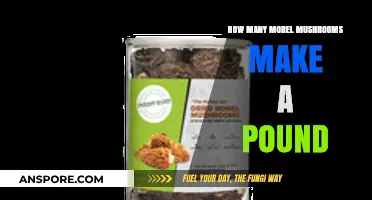 How Many Morel Mushrooms Equal a Pound: A Forager's Guide