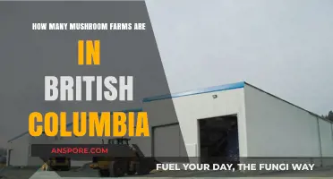 Mushroom Farms in British Columbia: A Thriving Industry