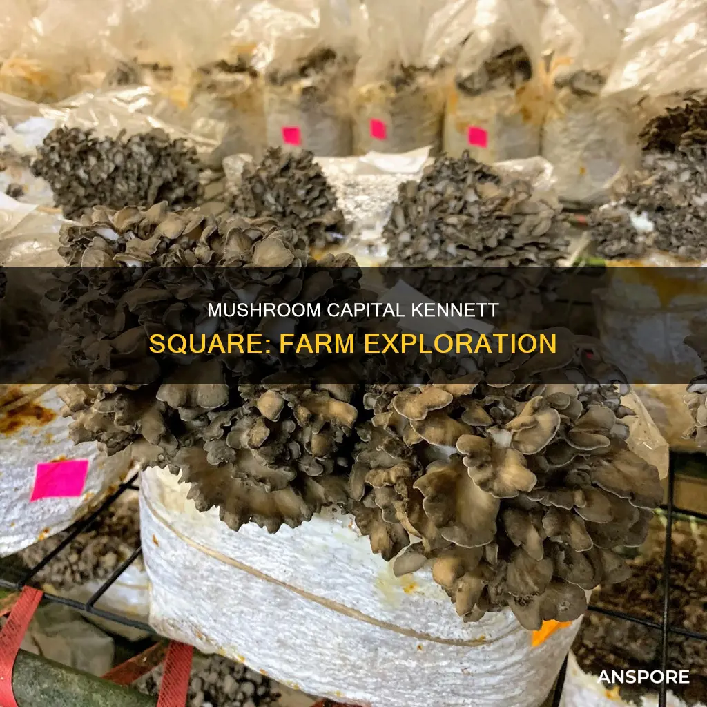 how many mushroom farms are there in kennett square pa