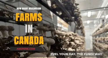 Exploring Canada's Mushroom Farming Industry: How Many Farms Exist?