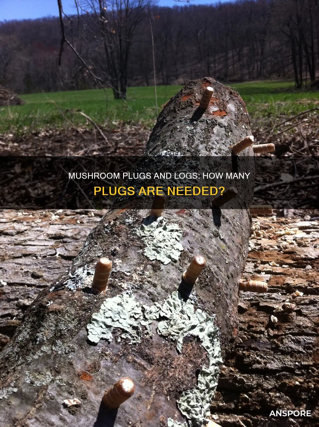 how many mushroom plugs per log