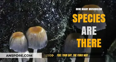 Exploring the Vast Diversity of Mushroom Species Worldwide