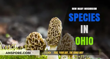 Mushroom Hunting in Ohio: Discovering a Mycological Paradise