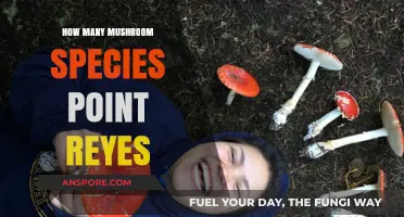 Mushroom Hunting at Point Reyes: A Mycological Paradise