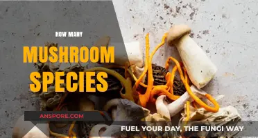 Mushroom Universe: Exploring the Diversity of Species