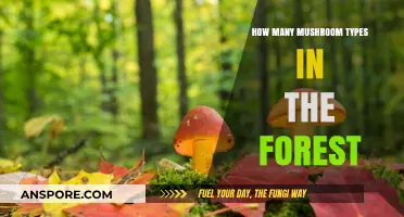 Mushroom Diversity in Forests: A Natural Wonder