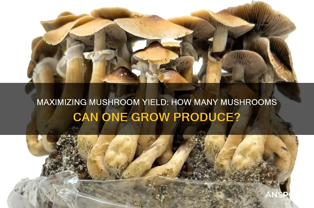 how many mushrooms are cultivated from one grow