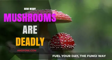 Deadly Mushrooms: A Dangerous and Deadly World
