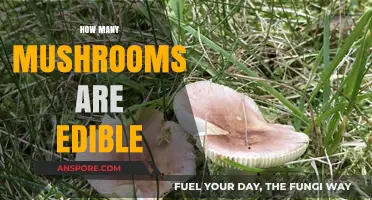 Exploring Edible Mushrooms: A Guide to Safe and Tasty Varieties