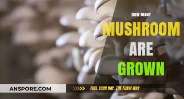 Mushroom Cultivation: A Huge Number of Fungi Grown