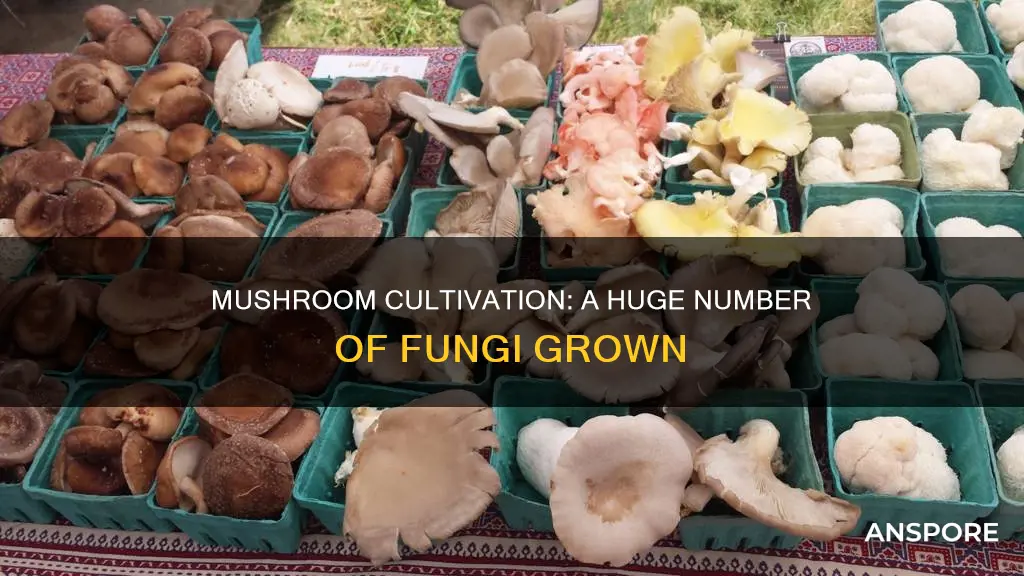 how many mushrooms are grown