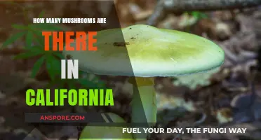Mushroom Hunting in California: A Mycological Adventure