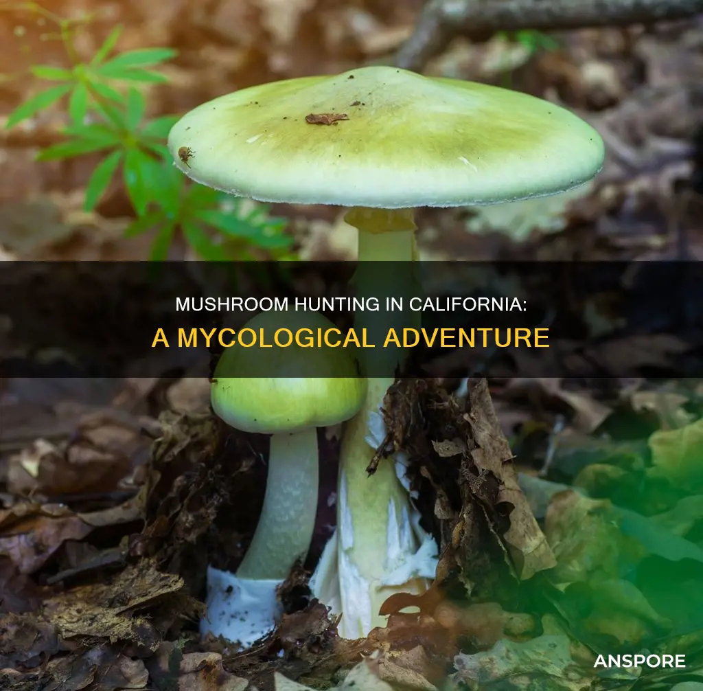 how many mushrooms are there in california