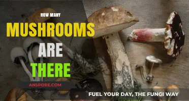 Mushroom Varieties: Exploring the Countless Types