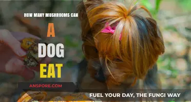 Safe Mushroom Consumption for Dogs: How Much is Too Much?