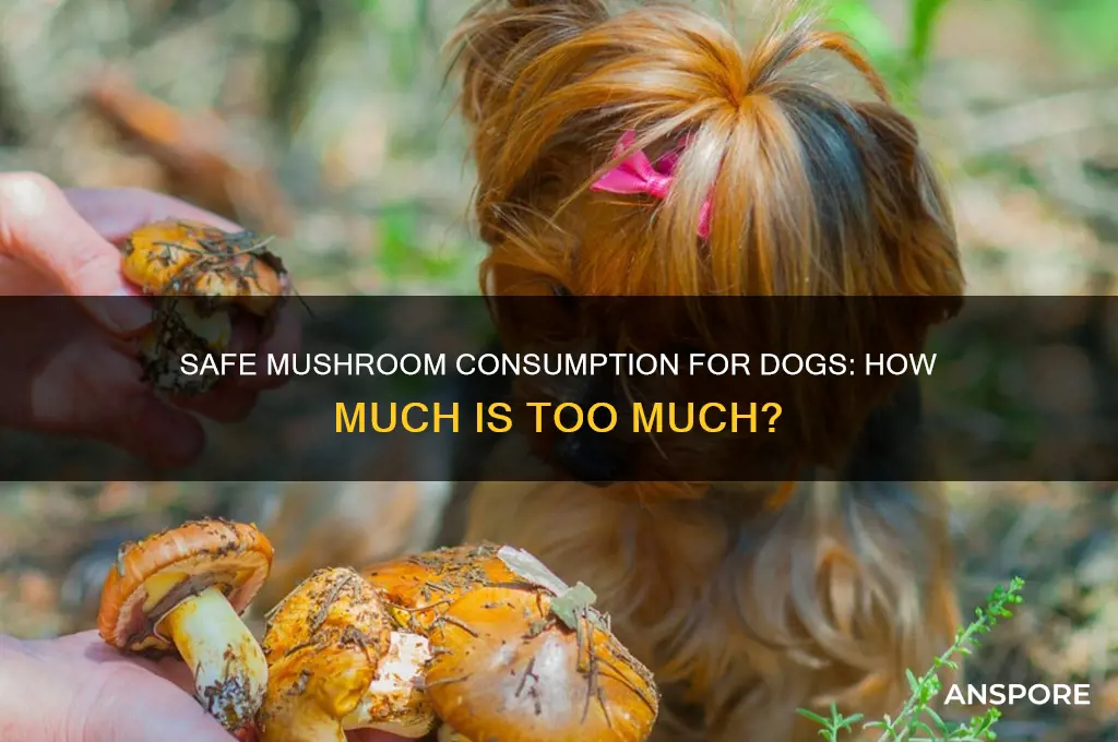 how many mushrooms can a dog eat