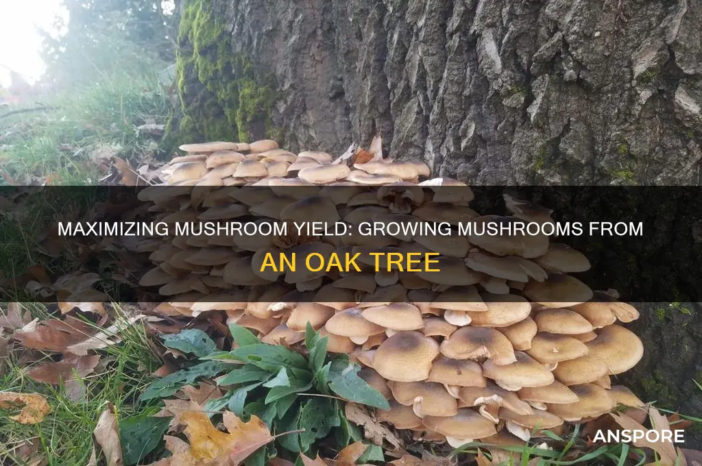 how many mushrooms can i grow from an oak tree
