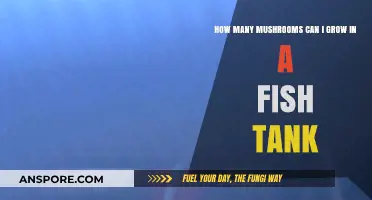 Growing Mushrooms in a Fish Tank: Maximizing Yield in Limited Space