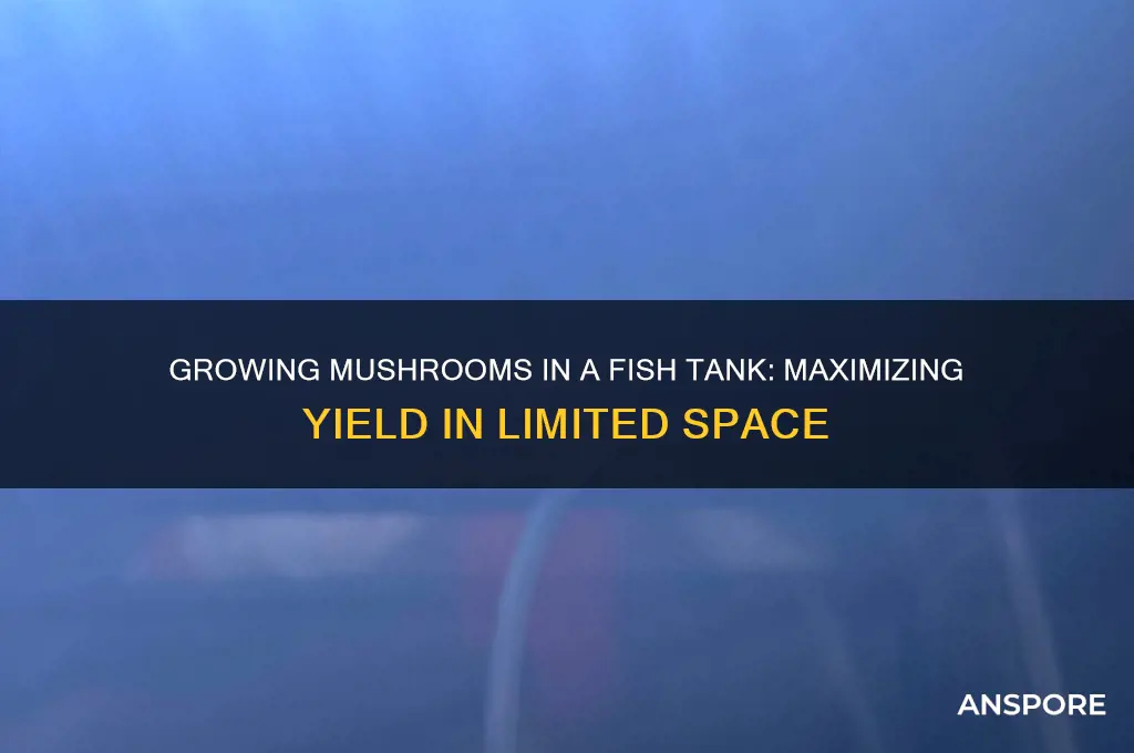 how many mushrooms can i grow in a fish tank
