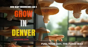 Denver's Mushroom Growing Potential: Maximizing Your Yield in the Mile High City