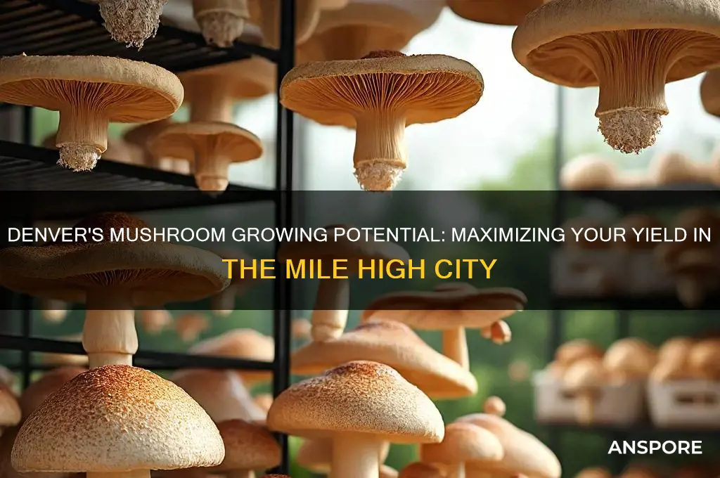 how many mushrooms can u grow in denver