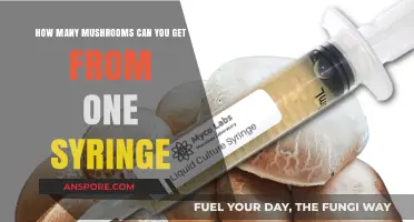 Maximizing Mushroom Yield: How Much Can One Syringe Produce?