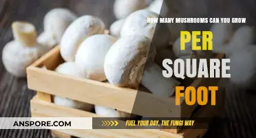 Maximizing Mushroom Yield: How Many Can You Grow Per Square Foot?