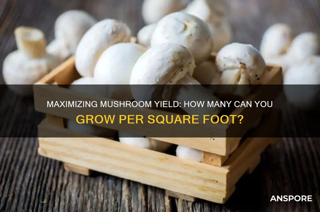 how many mushrooms can you grow per square foot