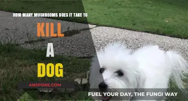 Mushroom Poisoning: The Deadly Threat to Dogs