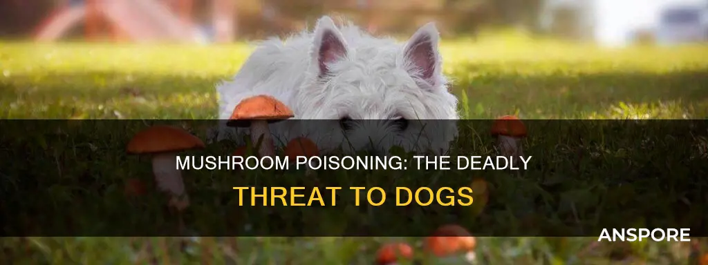 how many mushrooms does it take to kill a dog