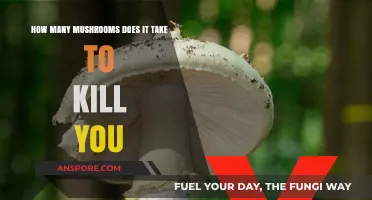 Mushrooms: A Deadly Feast for the Unwary