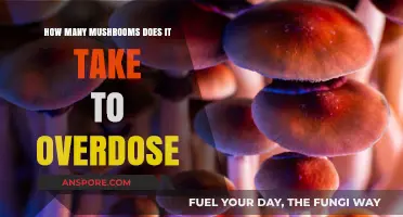Mushrooms: Overdose Risk and Toxicity Levels