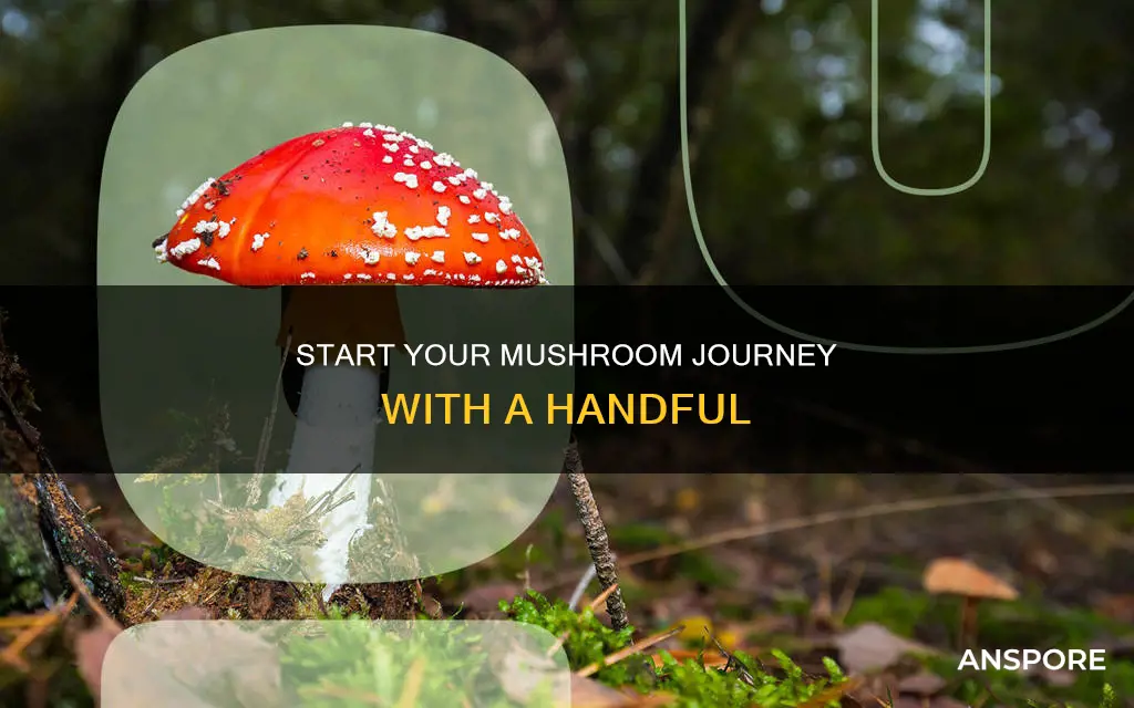 how many mushrooms for beginners