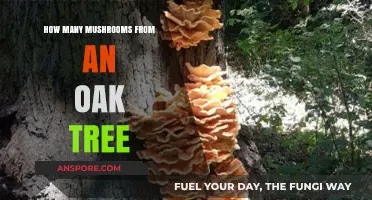 Harvesting Mushrooms: Oak Tree's Bountiful Offerings