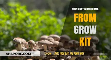 Maximizing Your Mushroom Harvest: Yield Expectations from Grow Kits