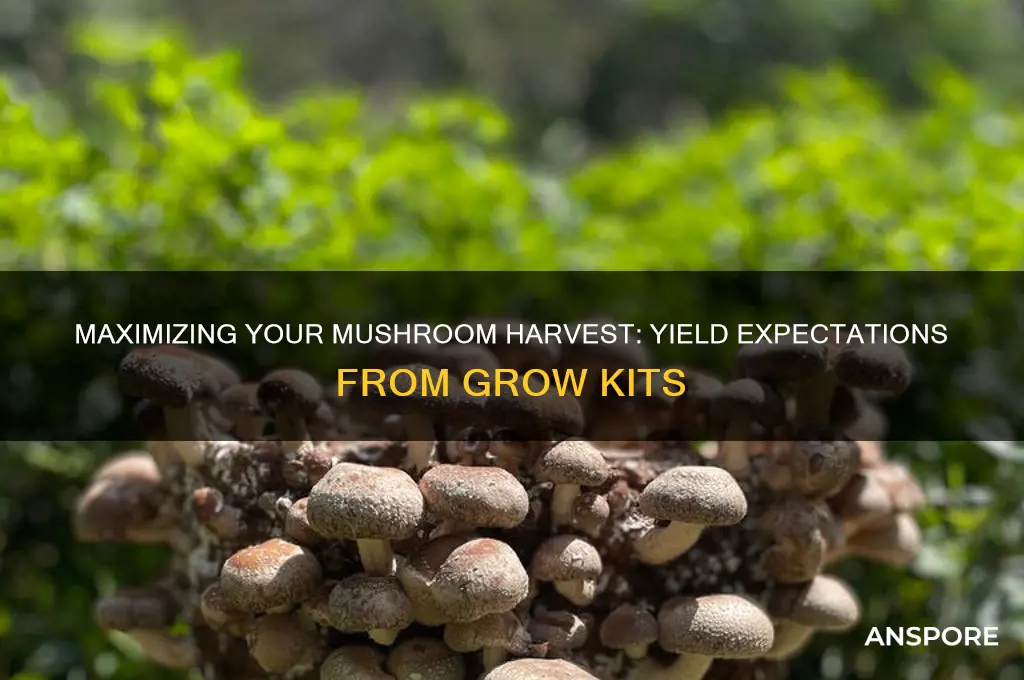 how many mushrooms from grow kit