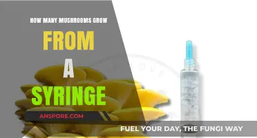 Mushroom Syringe Cultivation: How Many Mushrooms Can You Grow?