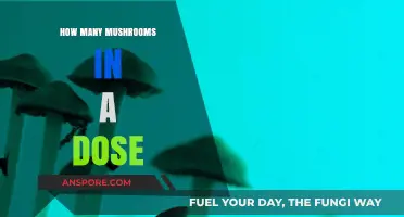 Mushroom Microdosing: How Many Capsules to Take?