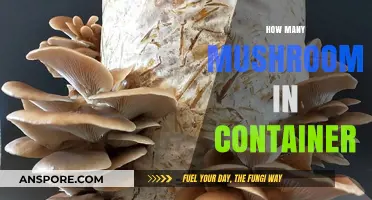 Mushroom Containers: How Many Does It Hold?