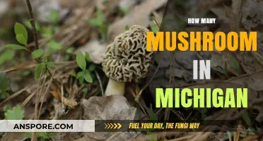 Mushroom Hunting in Michigan: A Forager's Paradise