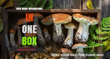 Mushroom Mystery: How Many in a Box?