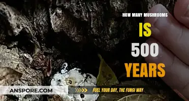 Mushroom Longevity: 500 Years of Secrets