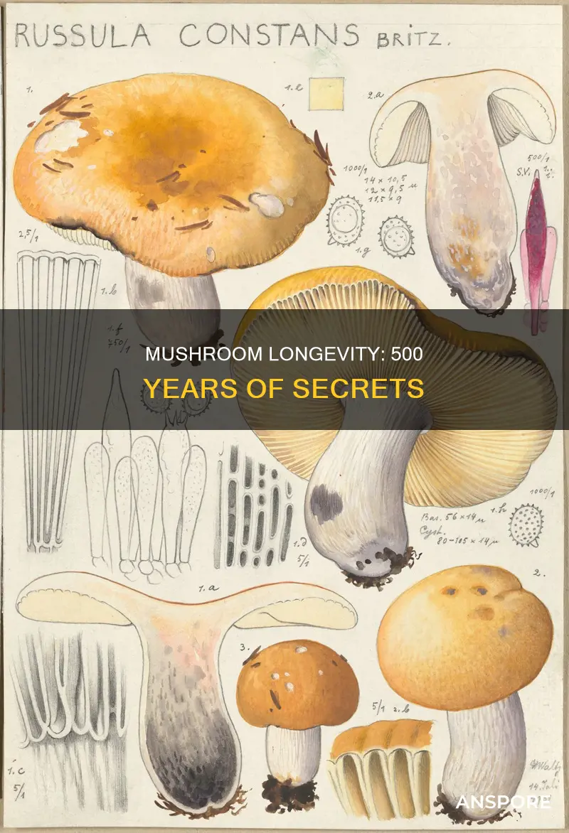 how many mushrooms is 500 years