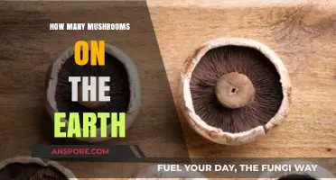 Mushrooms on Earth: A Mycological Mystery