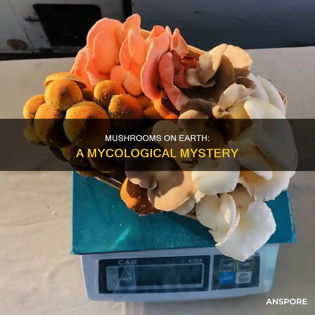 how many mushrooms on the earth