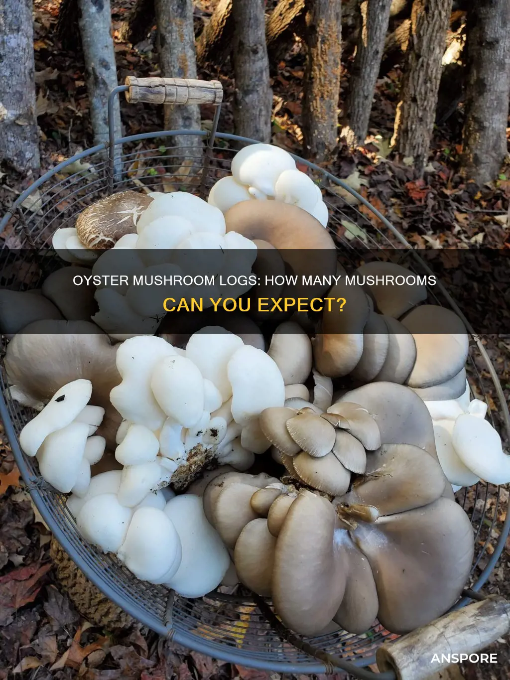 how many mushrooms oyster mushroom log