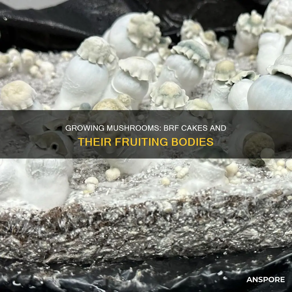 how many mushrooms per brf cake